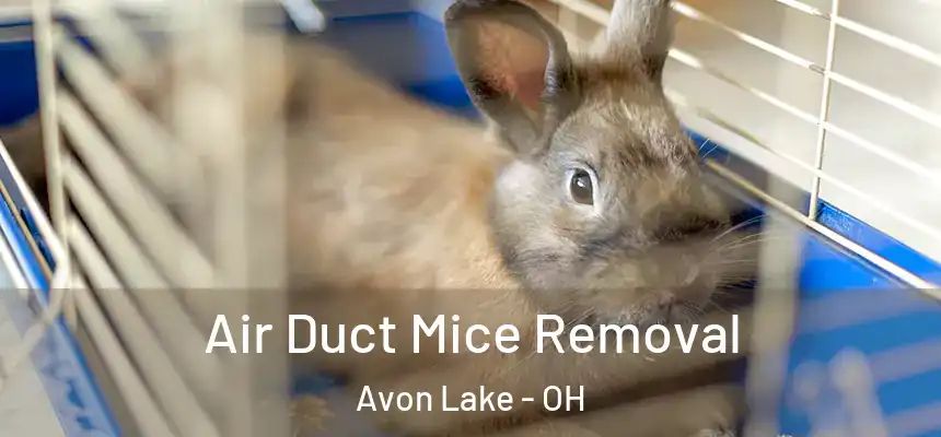  Air Duct Mice Removal Avon Lake - OH